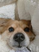 L西米mr