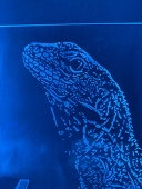 Dinodon