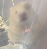 Gwai