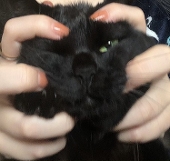 neko