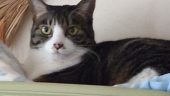 狗蔵