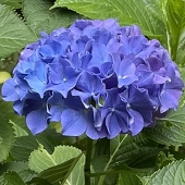 浮島