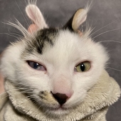 猫薄荷