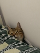 屁鸭