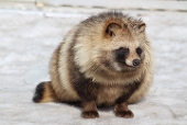 狸猫狸猫狸