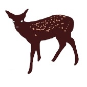 マツヤマコジカ