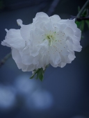 花桃