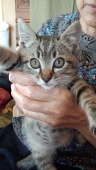 ぐうたら猫