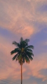 AnJu