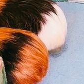 しほ