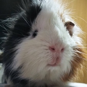 りんこ