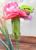 ヒュウガユウガ