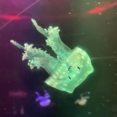 KURAGENEKO