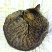 ねこまる