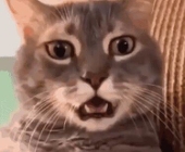狩QLQ