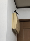 ぽんちゃん