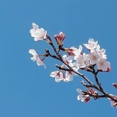 蒼桜