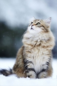 森の猫