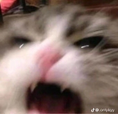梅桃鷺