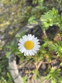 ピーコ