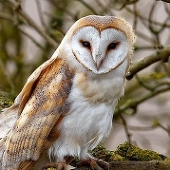 owlposting 梟