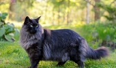 Siberian