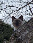 けぃ