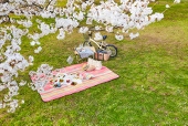 桜猫