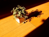 雜草