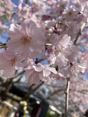 よもぎ