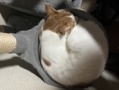 ヴィクトル