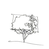 青鳉