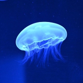 jellyfish