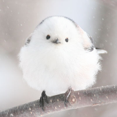 だーけ