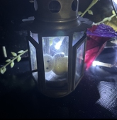 柊 桐灼