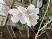 葵