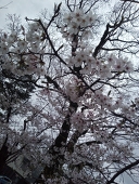 桜華(おうか)