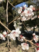 林檎