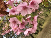 花言葉