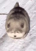 金渐层