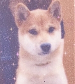 🪬きな子🪬