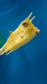 さら