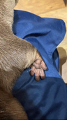 otterおったー