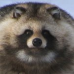 狸部