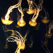 あまくさ