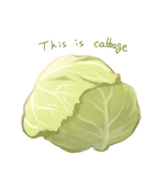 キャベツ