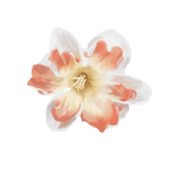 Ruitoki