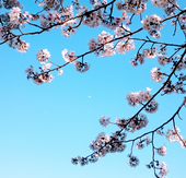 菜っぱ