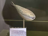 朝どれ魚