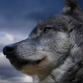 undead wolf